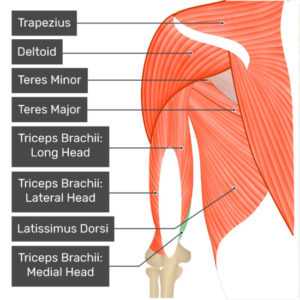 illustration som visar musklerna i triceps påverkas av lockar