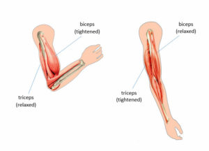 funcțiile musculare ale tricepsul