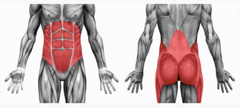 visual representation of important core muscles