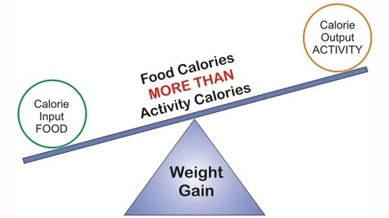 Calories and portion control for fat loss