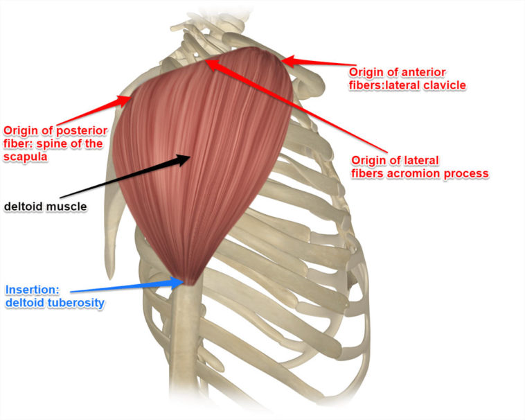 Shoulder Workout for Face Melting Deltoid Muscles - SpotMeBro.com