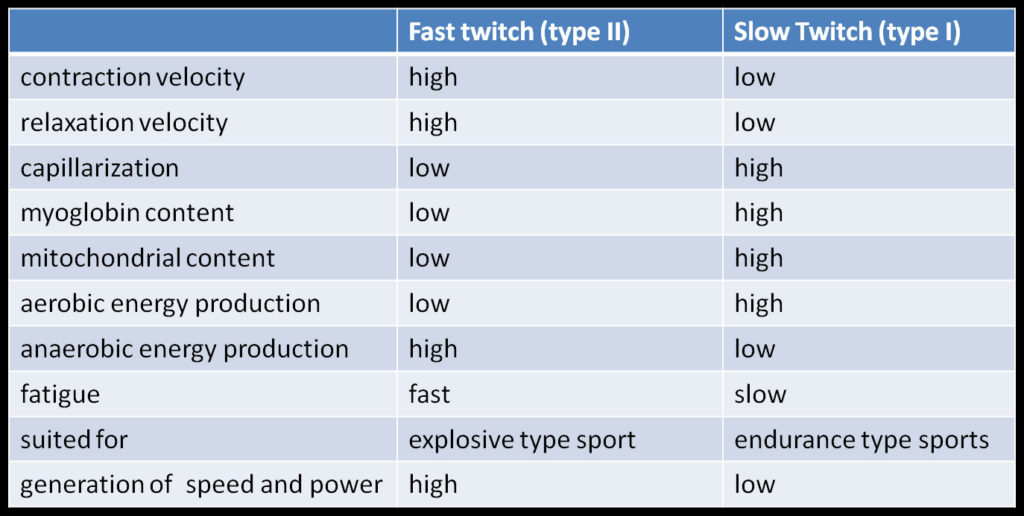 Fast-twitch-and-slow-twitch-muscle-fibers