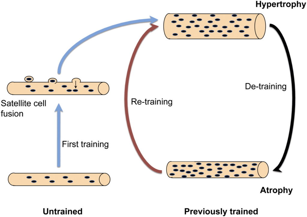 Retraining myonuclei effect