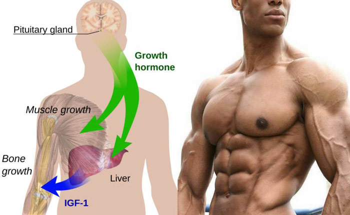 diagram showing production of human growth hormone and how it benefits men