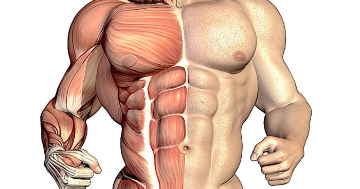 diagram showing muscles under the skin developed by protein consumption