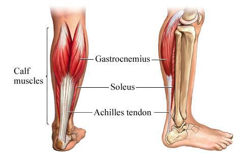 gastrocnemius and soleus illustration