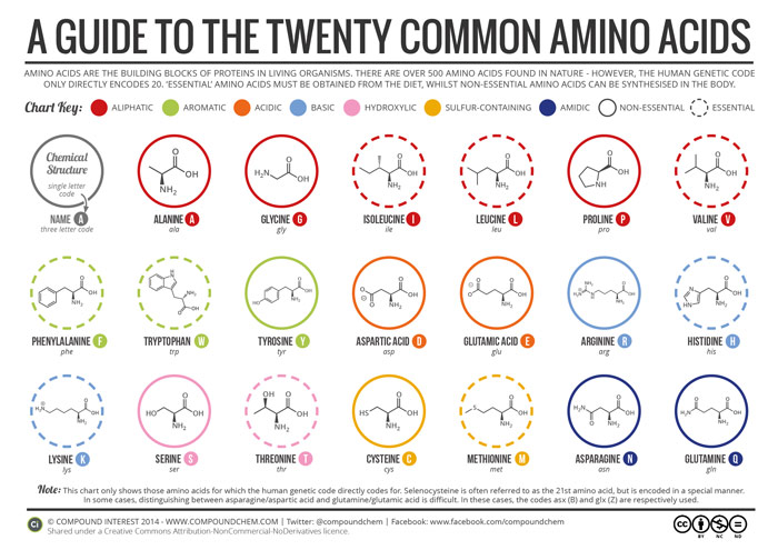 guide to the 20 common amino acids