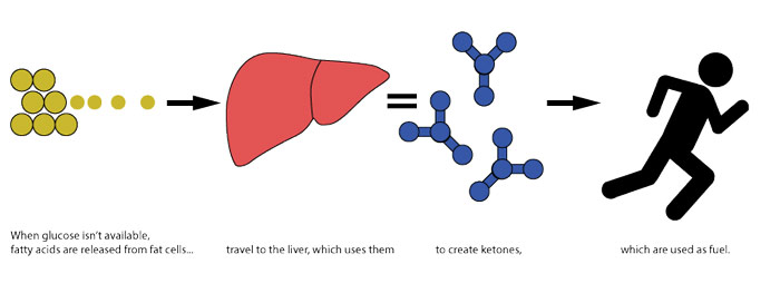 Illustration showing how MCT oil turned into keytones becomes energy