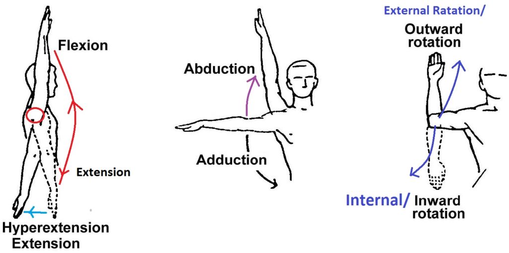 Movements at the shoulder joint