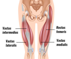 Quadriceps muscle