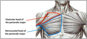 pectoralis major diagram