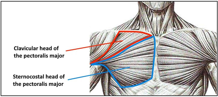 Upper Pectoralis Major