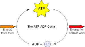 ATP cycle shown as diagram