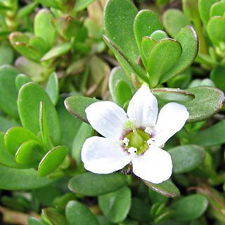 Bacopa monnieri as a nootropic