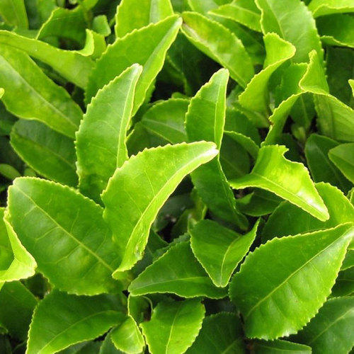 Green tea l-theanine nootropic