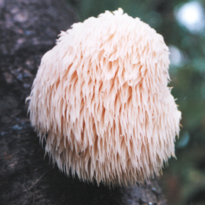 Lion's mane