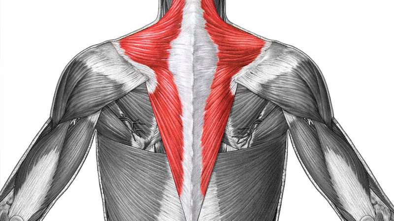 Trapezius-diagram