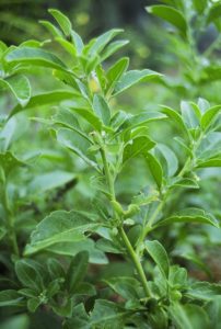 ashwaganda plant nootropic