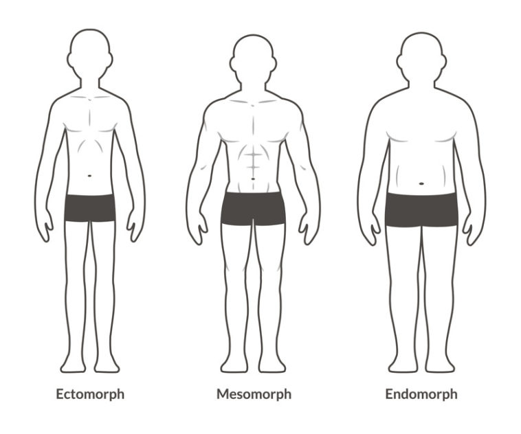 Ectomorph Workout And Diet Plan: Muscle Building For Hard Gainers ...