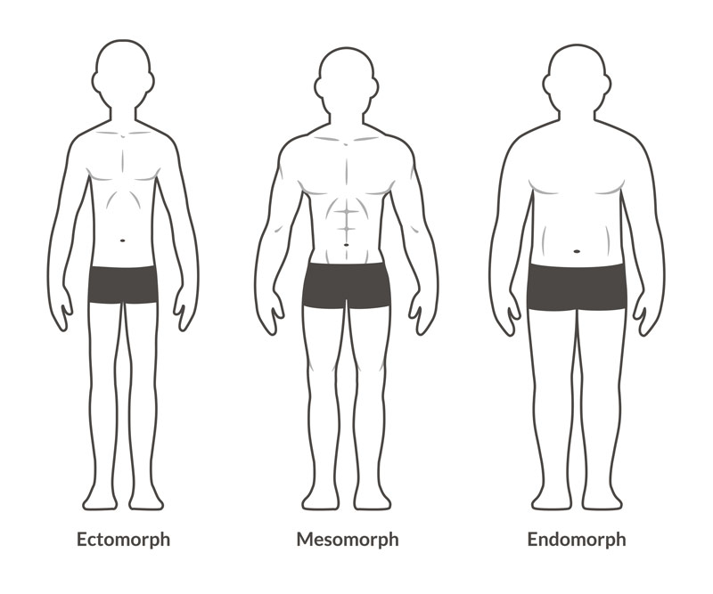 illustration showing ectomorph body type