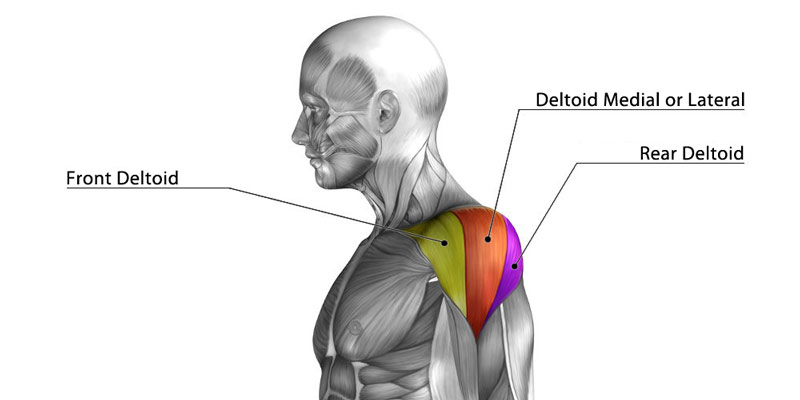 three deltoid heads shown in illustrated diagram