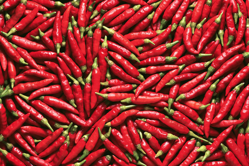 collection of fat fighting chili peppers