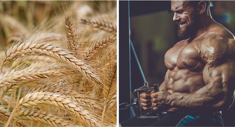 Field of wheat next to training athlete to show how carbs help muscle building