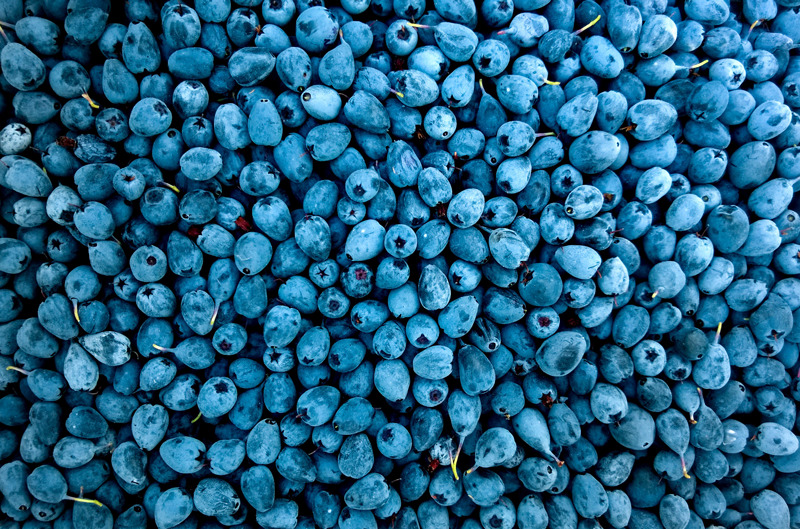 Carb rich blueberries